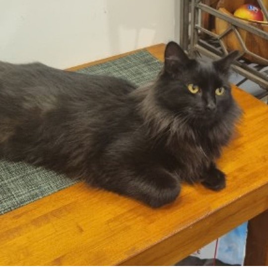 Lil Mama cat lost 15 jan
